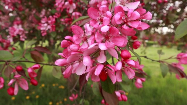 Delicate pink flowers on a tree in early spring