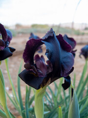 ris atrofusca is a species in the genus Iris, where it is placed in the subgenus Iris and the...