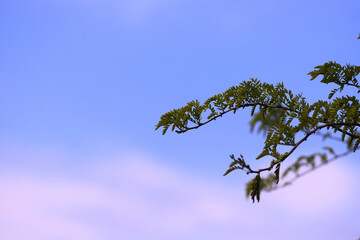 A branch of acacia leaves turning green against the background of a clear spring sky..