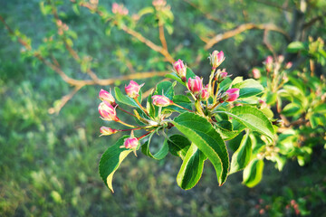Wild apple flowers are red and white. Spring garden, processing trees during flowering. Dacha, garden concept.