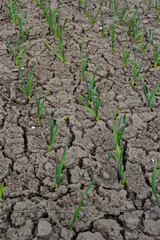 Life in the village. The beds growing garlic. Dry ground