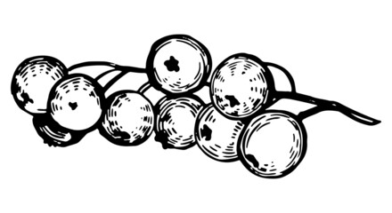 White currant berries twig clipart. Summer edible harvest. Hand drawn vector botany illustration. Retro engraving style drawing isolated on white background.