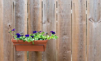 Jardinière de géraniums bleus - France