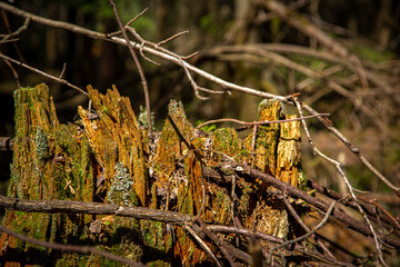 Rotten stump in the forest