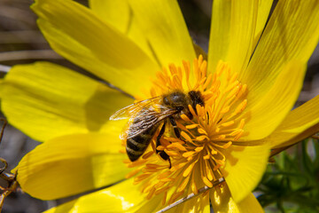 Honey bee on blooming adonis flower, Spring background, honey bee pollinating wild yellow flower