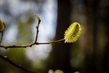 Close up shot of blooming tree. Fluffy and yellow