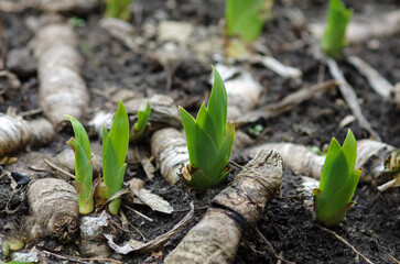 A young green sprout emerged from the ground in spring