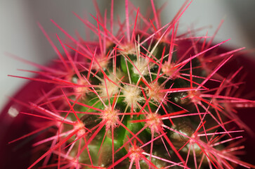 Multicolored decorative cactus. Tropical and exotic houseplant. Close-up of a bright pink cactus.