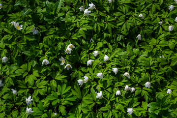 Fototapeta na wymiar White springflowers of Anemone Nemorosa during a sunny day at forest floor during springtime
