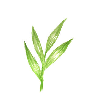 Zielone liście gałązka