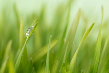 beautiful water drop on fresh green grass, macro bokeh image. Nature background close up image selective focus.