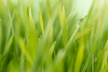 beautiful water drop on fresh green grass, macro bokeh image. Nature background close up image selective focus.