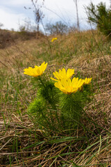 Adonis vernalis is a perennial flowering plant in sping garden. Adonis vernalis is a medicinal plant. Yellow Adonis flowers in natural background