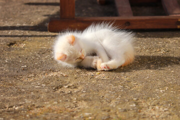 ittle white kitten playing with its tail
