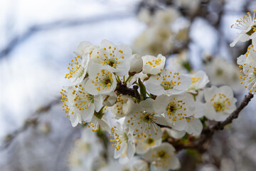 Prunus Cerasifera Blooming white plum tree. White flowers of Prunus Cerasifera