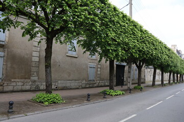 Avenue du 95 de ligne, rue bordée d'arbres, ville de Bourges, département du Cher, France