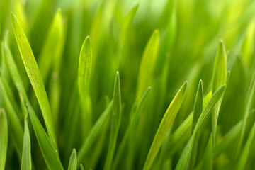 Obraz na płótnie Canvas Fresh green grass background macro image. selective focus.