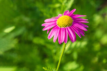 Close-up of a colorful pink daisy on a green background on a sunny day in the garden. The bright yellow core of the daisy is surrounded by light pink petals on a defocused natural green background