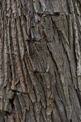 close up of the old bark texture pattern in the forest Vintage background