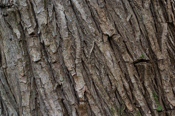 close up of the old bark texture pattern in the forest Vintage background