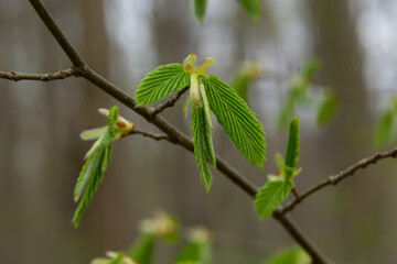 Blooming hornbeam, Carpinus betulus. Inflorescences and young leaves of hornbeam on the background of trunks and branches