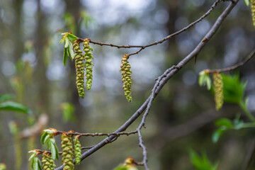 A tree branch with first leaves at spring. Carpinus orientalis.