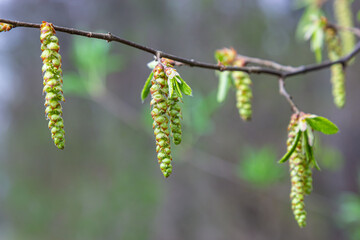 A tree branch with first leaves at spring. Carpinus orientalis.