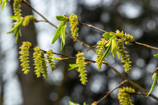 A tree branch with first leaves at spring. Carpinus orientalis.
