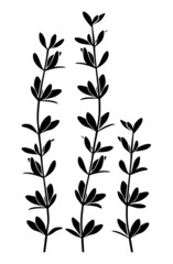 Thyme. Set of three black vector silhouettes of thyme aromatic seasoning sprigs isolated on white background.