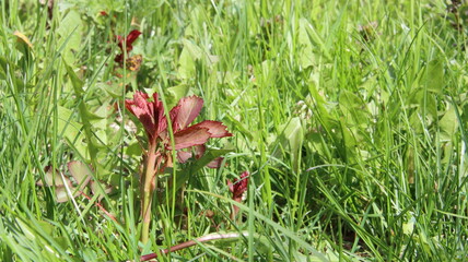 A young shoot of a red climbing rose among green grass on a sunny spring day