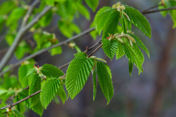 Blooming hornbeam, Carpinus betulus. Inflorescences and young leaves of hornbeam on the background of trunks and branches