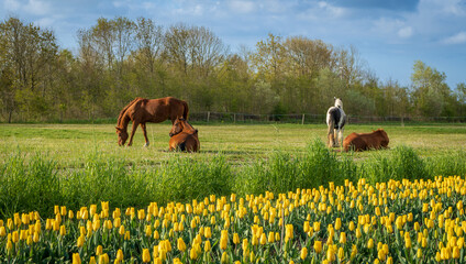 Pasące się konie, wiosenna łąka ze świeżą trawą i pole tulipanów, w tle las, piękne niebo z chmurami.