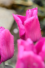 Naklejka premium Tulipan. Tulipany zmoczone wodą. Tulipany macro. Mokre tulipany. Tulipan w zbliżeniu macro. Różowy tulipan zmoczony wodą. Kropla wody na tulipanie.