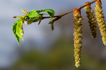 Blooming hornbeam, Carpinus betulus. Inflorescences and young leaves of hornbeam on the background of trunks and branches