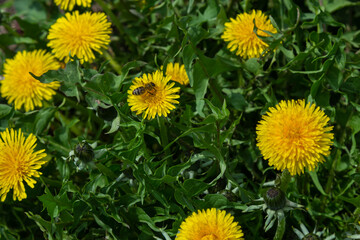 Honey bee on yellow Dandelion flower, Taraxacum yellow flowers nature background