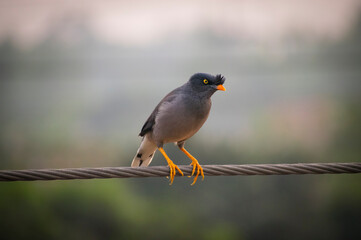 Beautiful jungle myna(shalik)bird looking angry on electrict wire selective focus images.