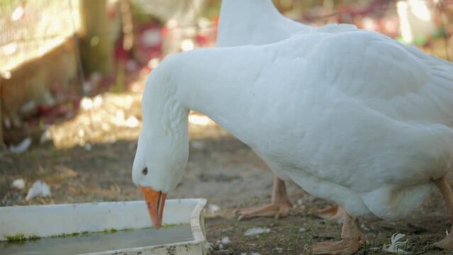 Large White Emden Farm Goose Drinking Water, SLOW MOTION