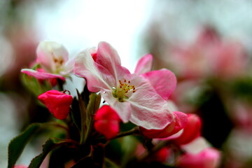 Rot-weiße Apfelbaumblüte Fokus in der Mitte