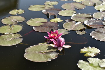 fleur de lotus au jardin japonais