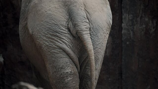 Rear View Of An Asian Elephant (Elephas Maximus), Also Known As Asiatic Elephant. close up, slow motion