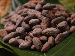Cocoa beans close up 