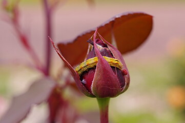 紫色の薔薇の蕾の上でくつろぐ黄色い幼虫