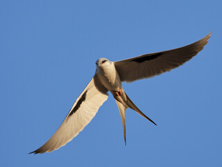 African swallow-tailed (Chelictinia riocourii)