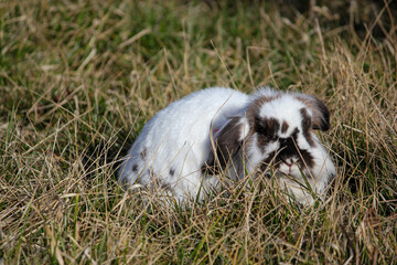 Biały króliczek na polanie