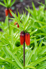Flower red buds of the Imperial grouse (Fritillaria imperialis) in the park on a flower bed close-up. Beautiful spring blooming in the garden	