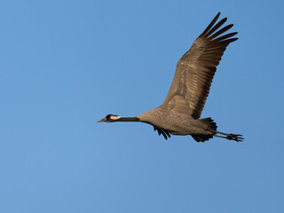 Common crane (Grus grus)