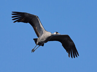 Common crane (Grus grus)