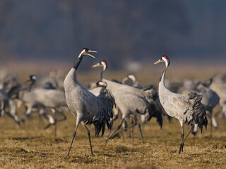 Common crane (Grus grus)