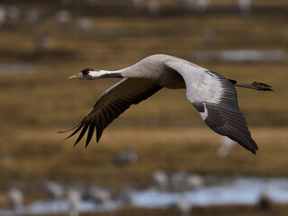 Common crane (Grus grus)