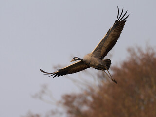 Common crane (Grus grus)
